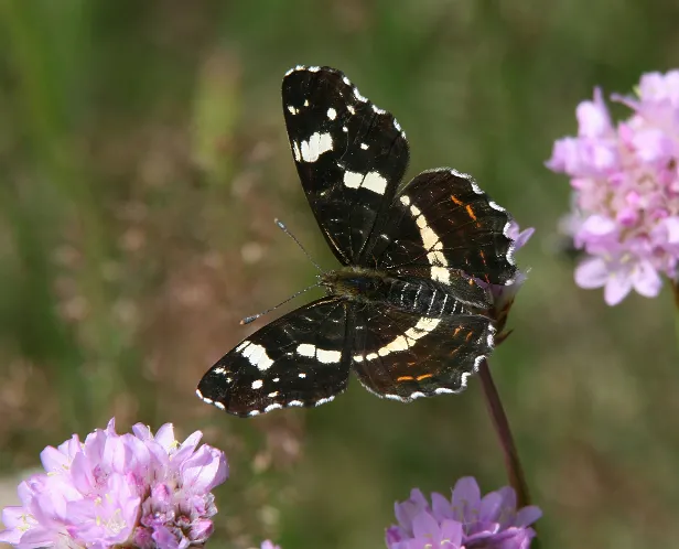 Landkärtchen Sommerform